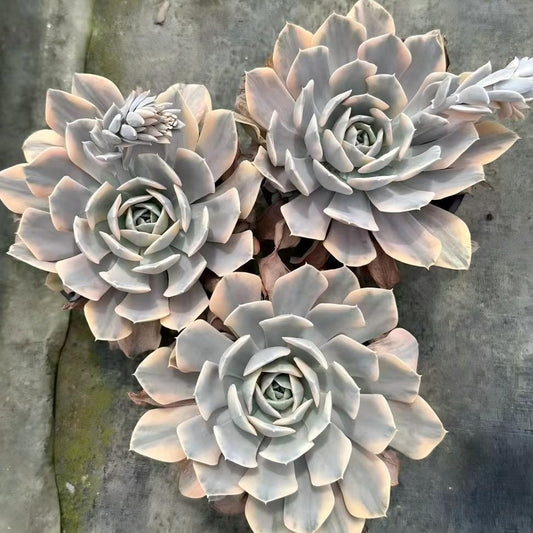 23022 Echeveria Makabenia Variegated (11cm pot size)