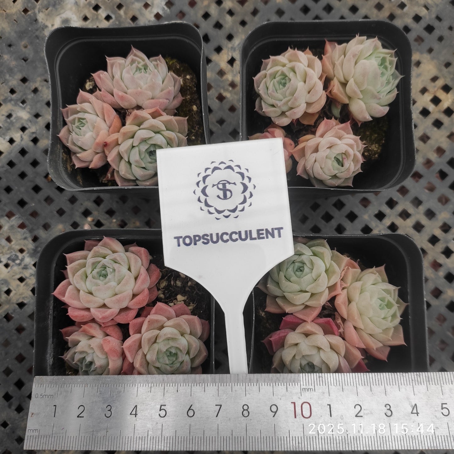 22913 Echeveria Shirley (7cm pot size)