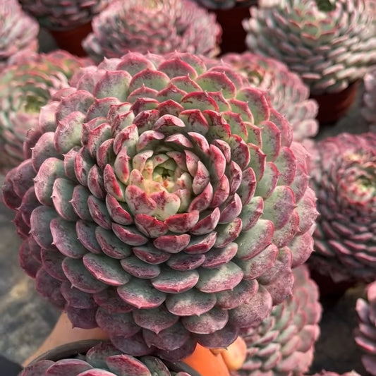 24448 Echeveria Sharlot Rose (12cm pot size)
