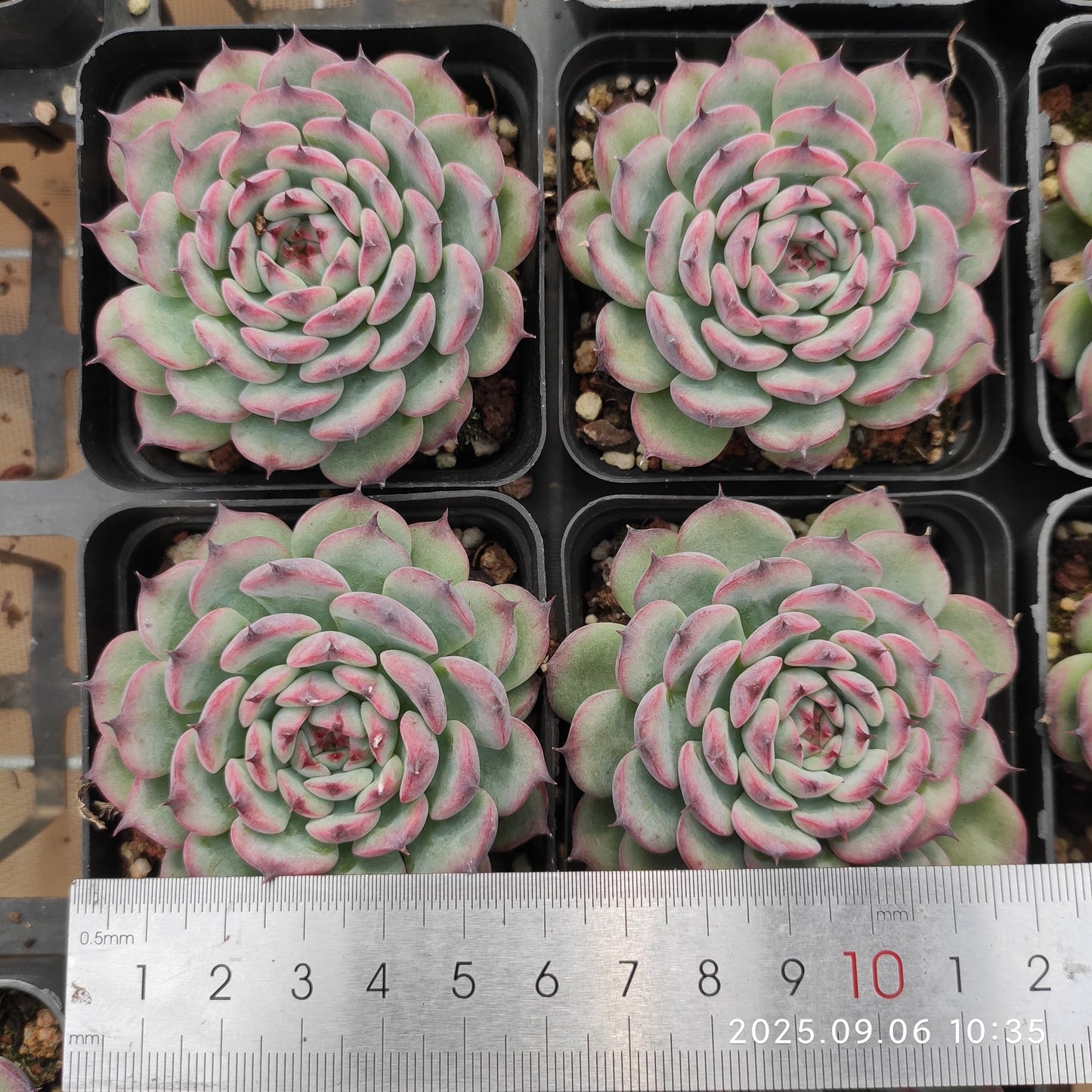 RC142 Echeveria Marcel(7cm pot size)