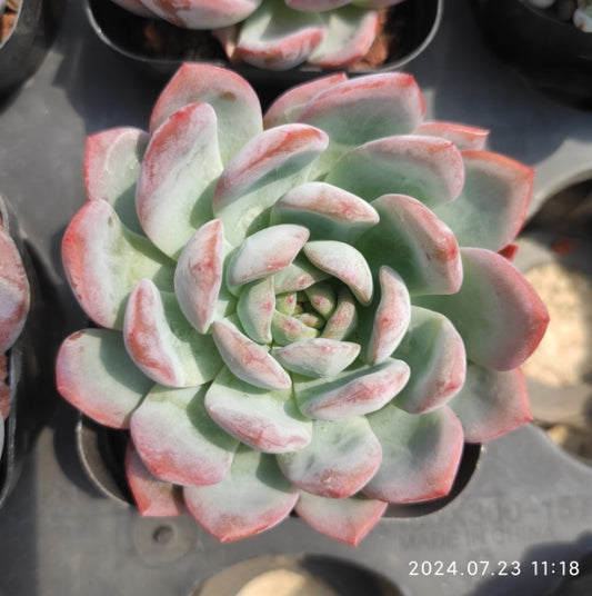 ZZA224 Echeveria Star Mark