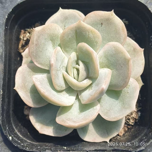 GR408 Echeveria Blue Surprise(6.5cm pot size)