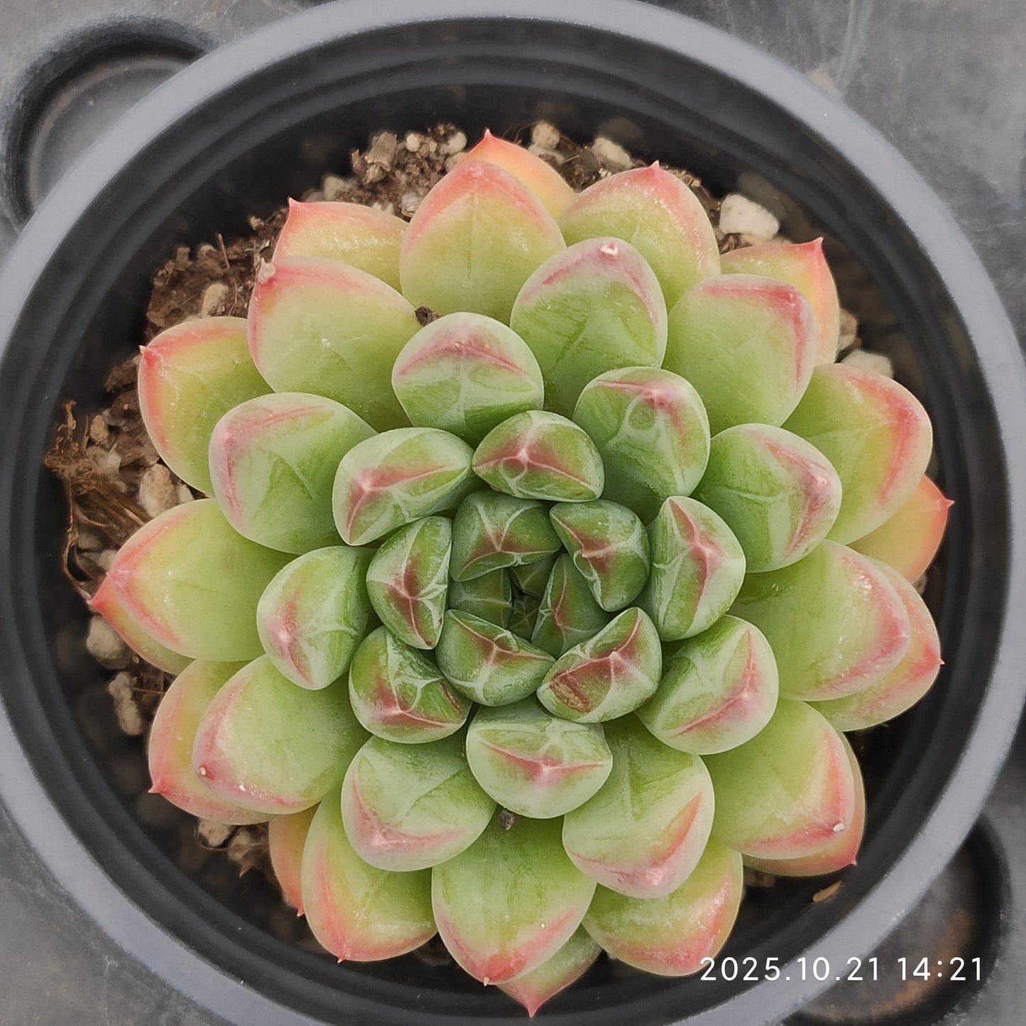 15436 Echeveria Treasure Jadeite Beauty (9cm pot size)