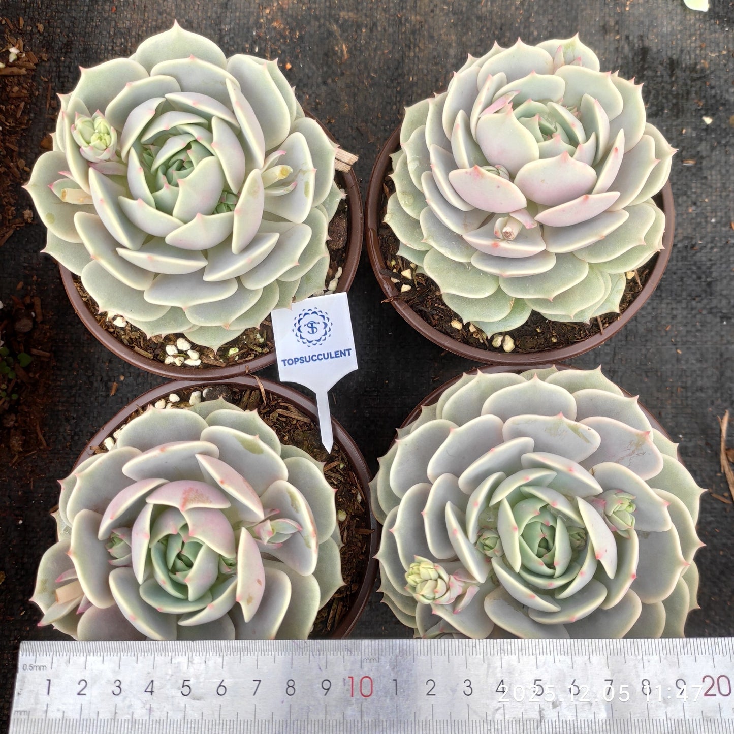 20832 Echeveria Lola (12cm pot size)