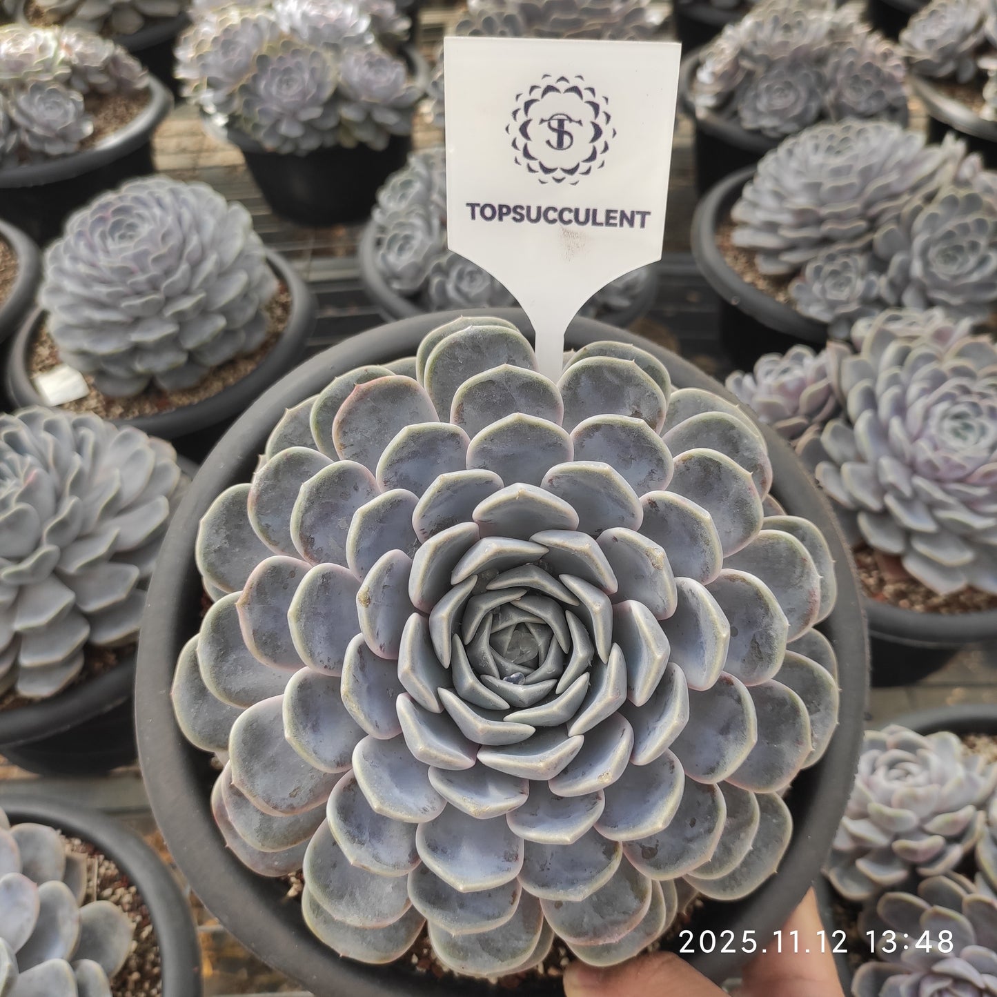 21061 Echeveria Tiny Burger (18cm pot size)