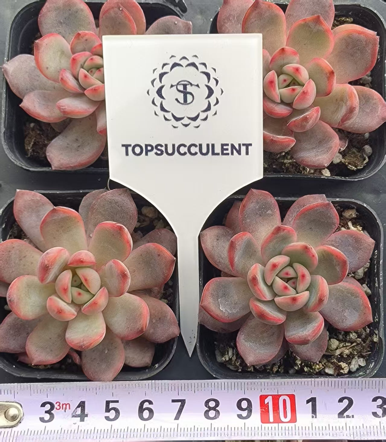 13086 Echeveria Madonna (6.5cm pot size)