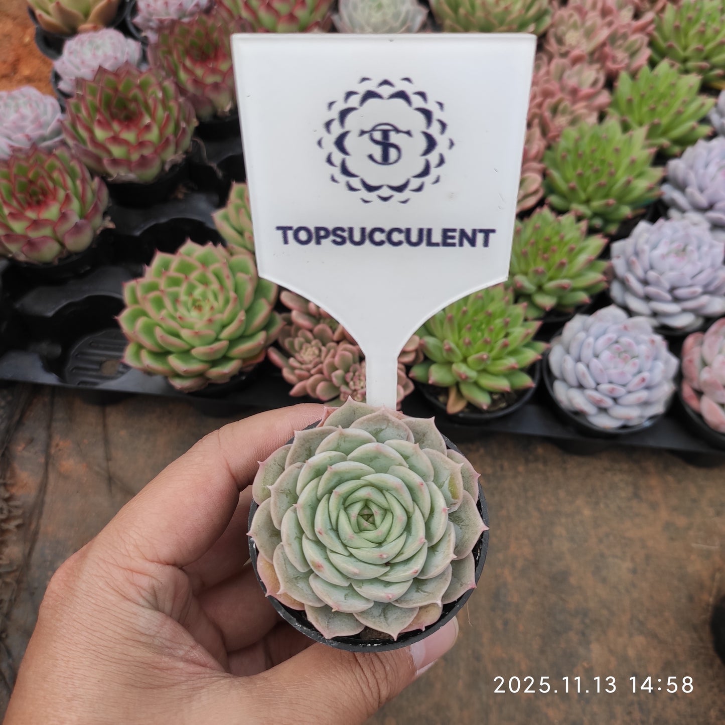 4878 Echeveria Onslow (5.5cm pot size)