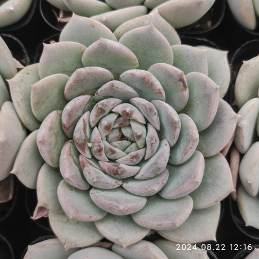 MMT445 Echeveria Amazing Grace