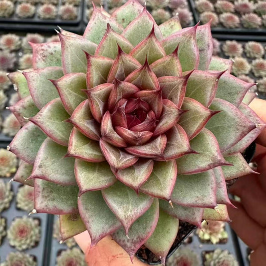 22638 Echeveria Lux (7cm pot size)