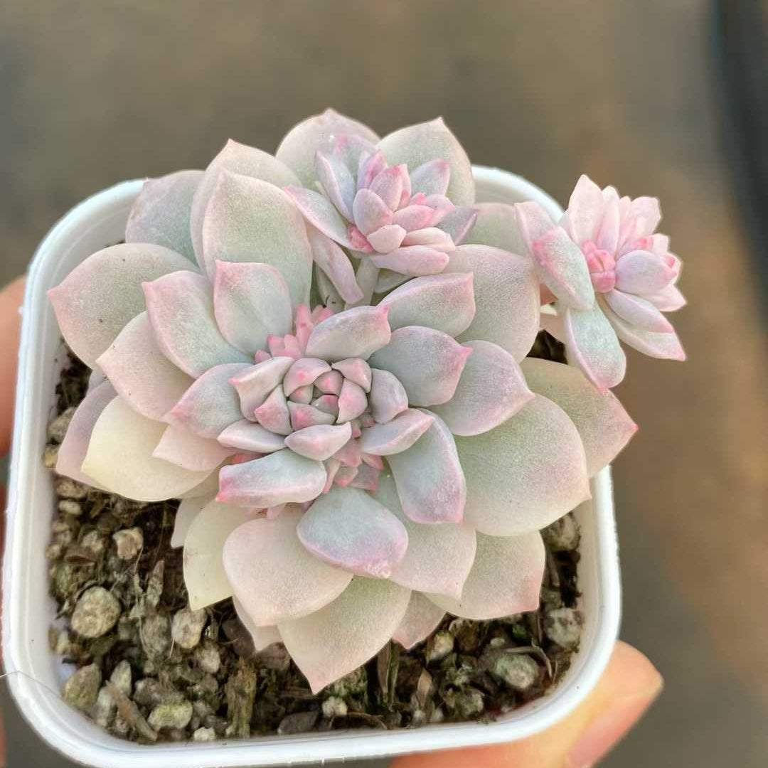 24841 Echeveria Prolifica Variegated (5.5cm pot size)