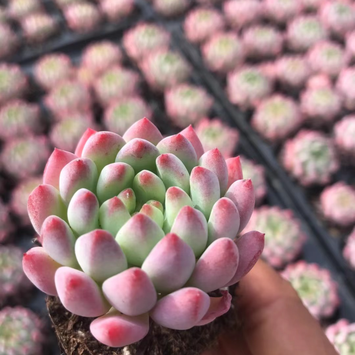 23904 Echeveria Blue Elf (5cm pot size)