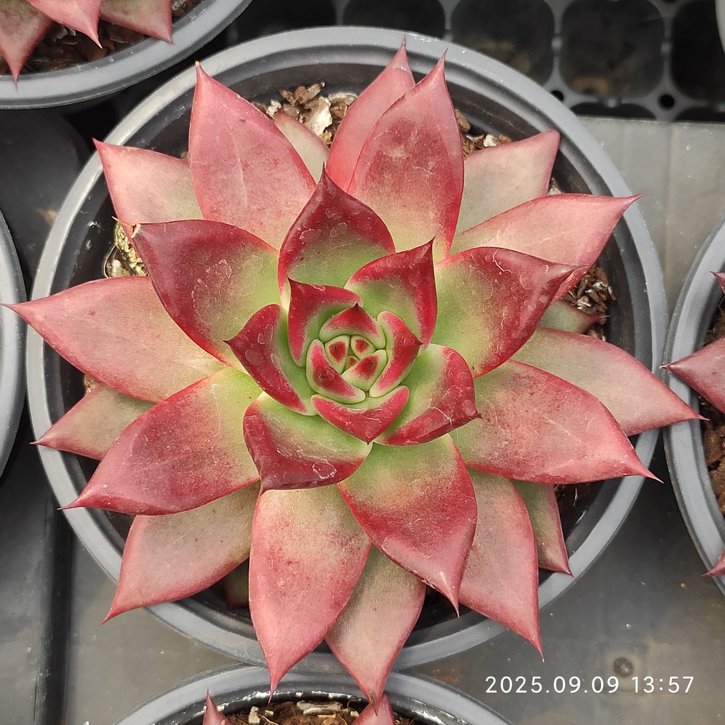 MMT853 Echeveria Roca(11cm pot size)