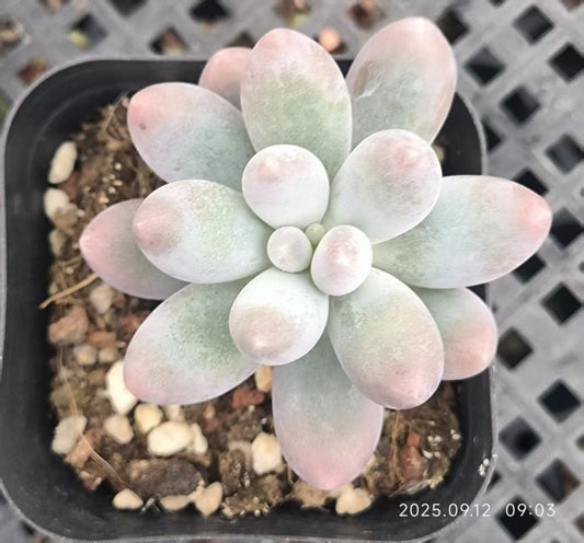 RDD328 Echeveria Orange Snow Ball(6.5cm pot size)