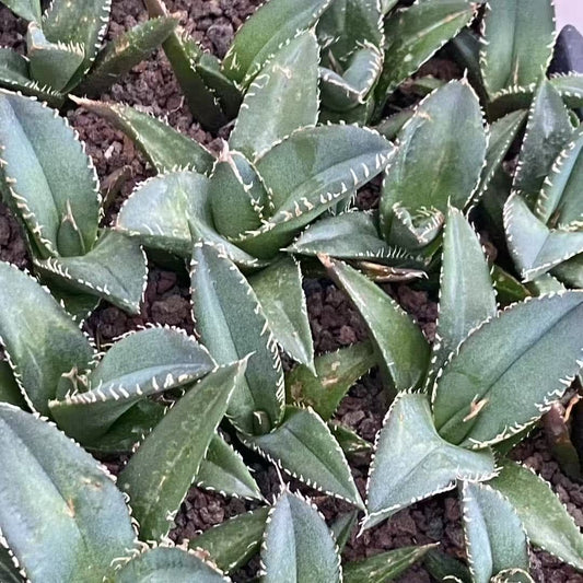 20318 Agave Blue Angel (5cm pot size)