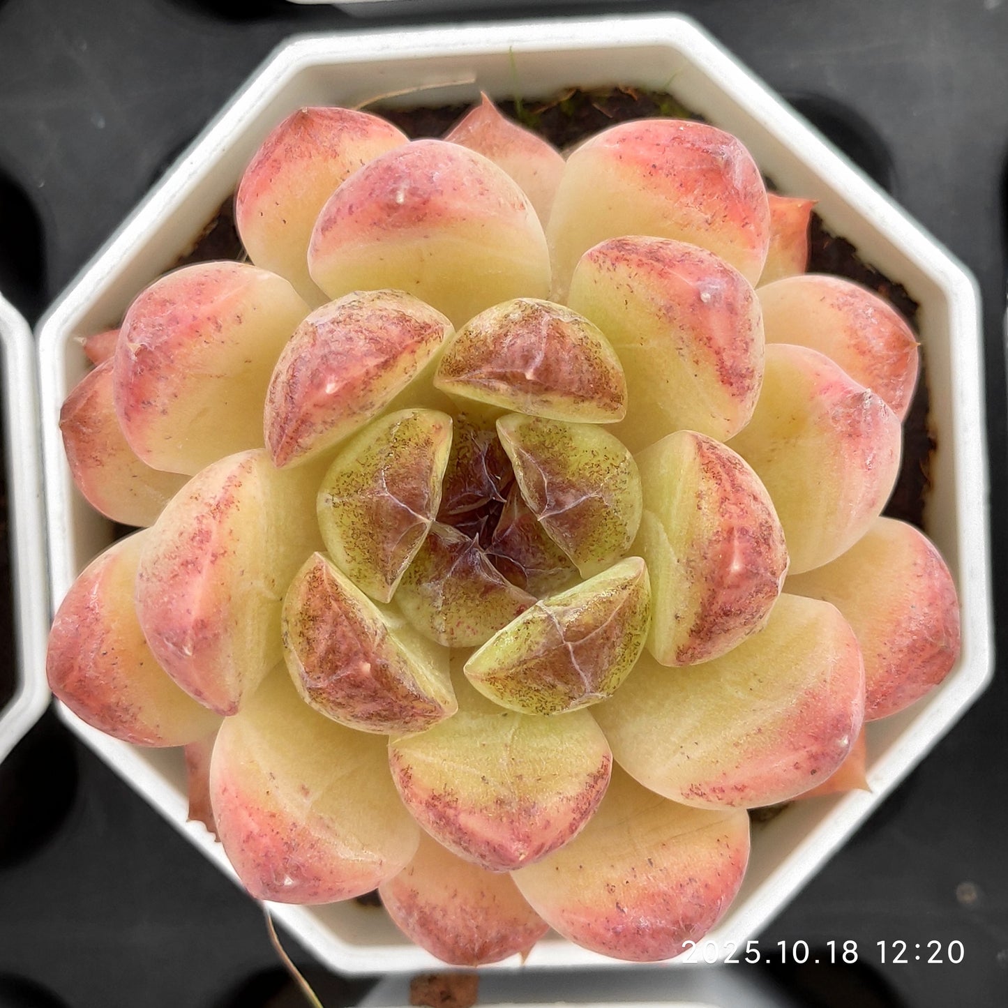 21610 Echeveria Black Rose (7cm pot size)