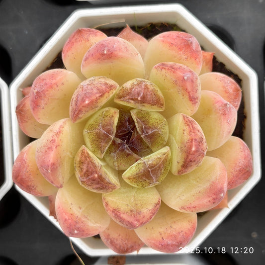21610 Echeveria Black Rose (7cm pot size)