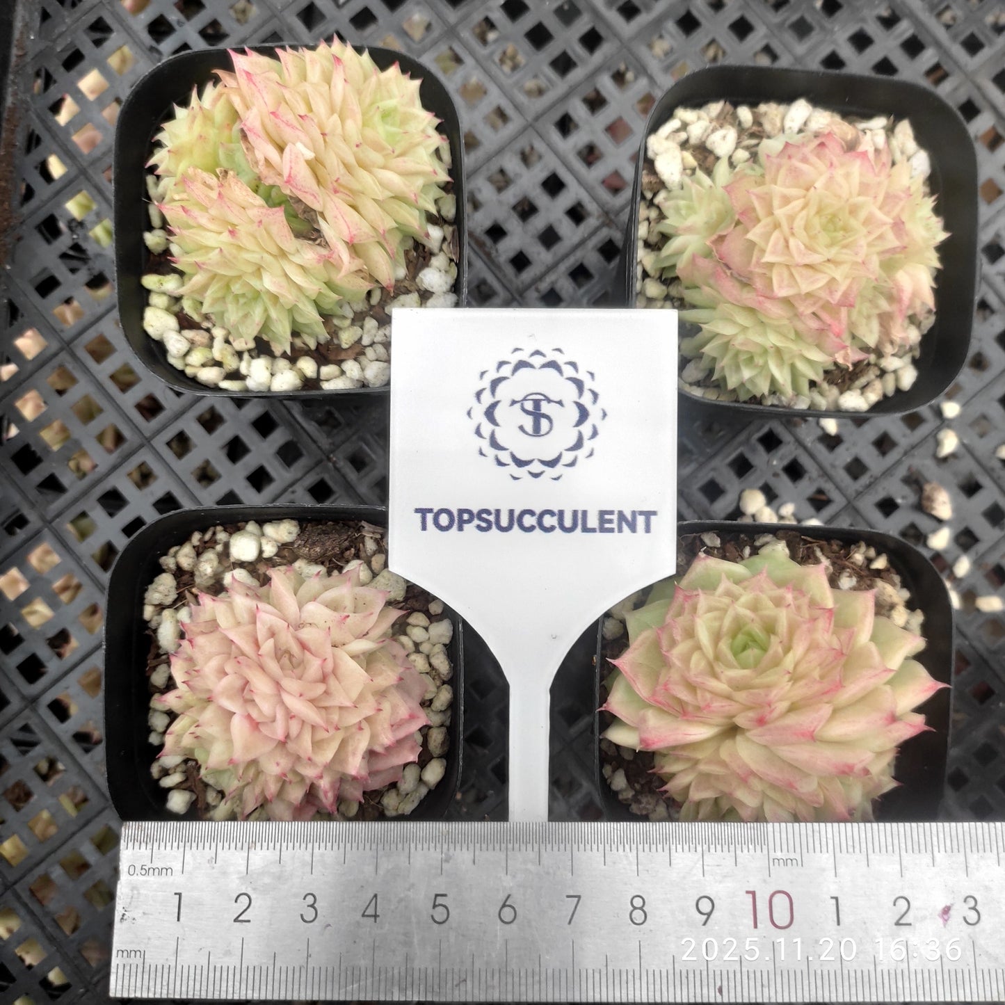 21937 Echeveria Rose Malgan (6.3cm pot size)