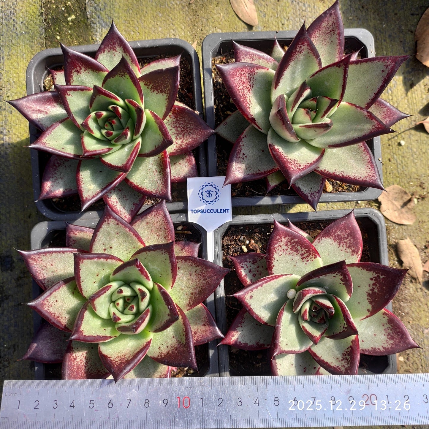 22199 Echeveria Ebony (12cm pot size)