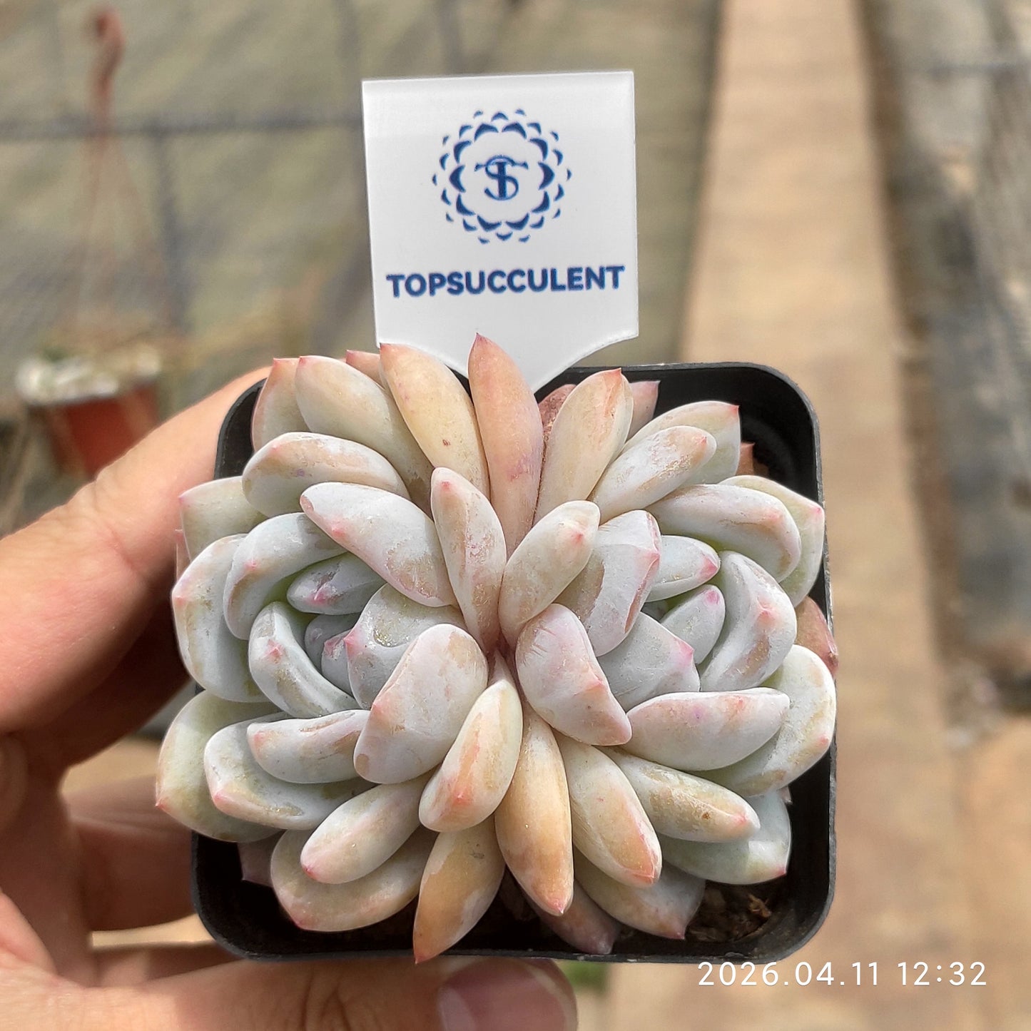 25637 Echeveria Orange Monroe (7cm pot size)