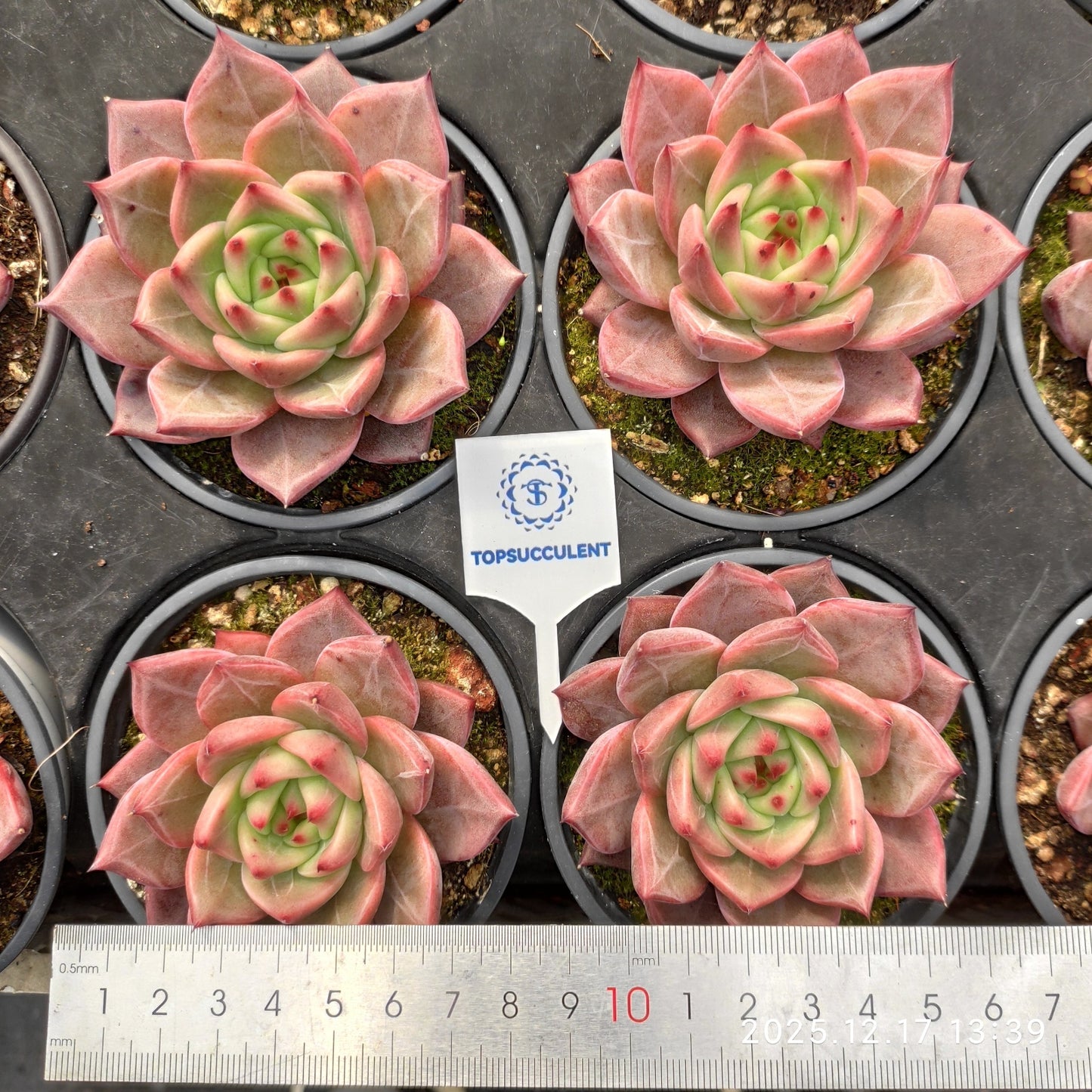 23754 Echeveria Champagne Hyb (9cm pot size)