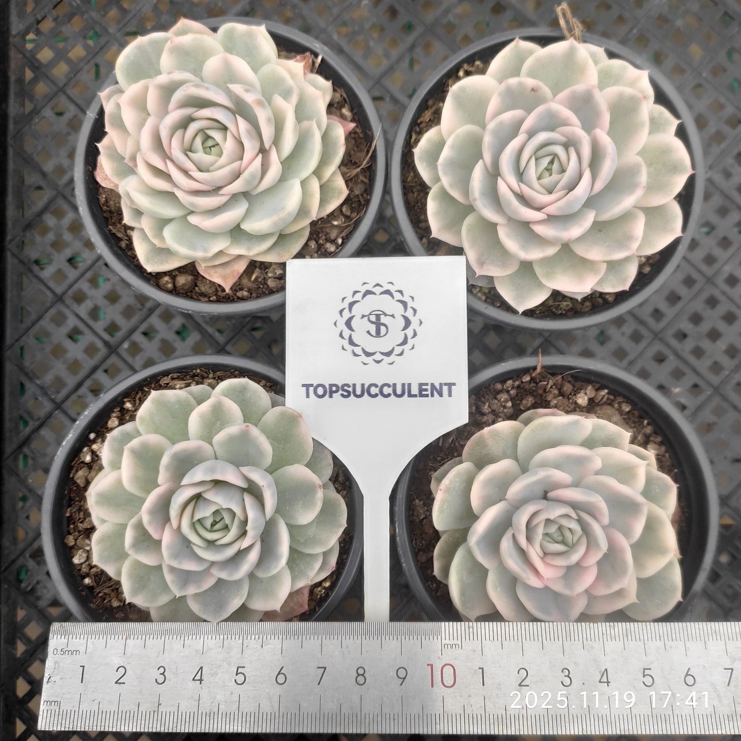 19675 Echeveria Snow Ball Variegated (9cm pot size)