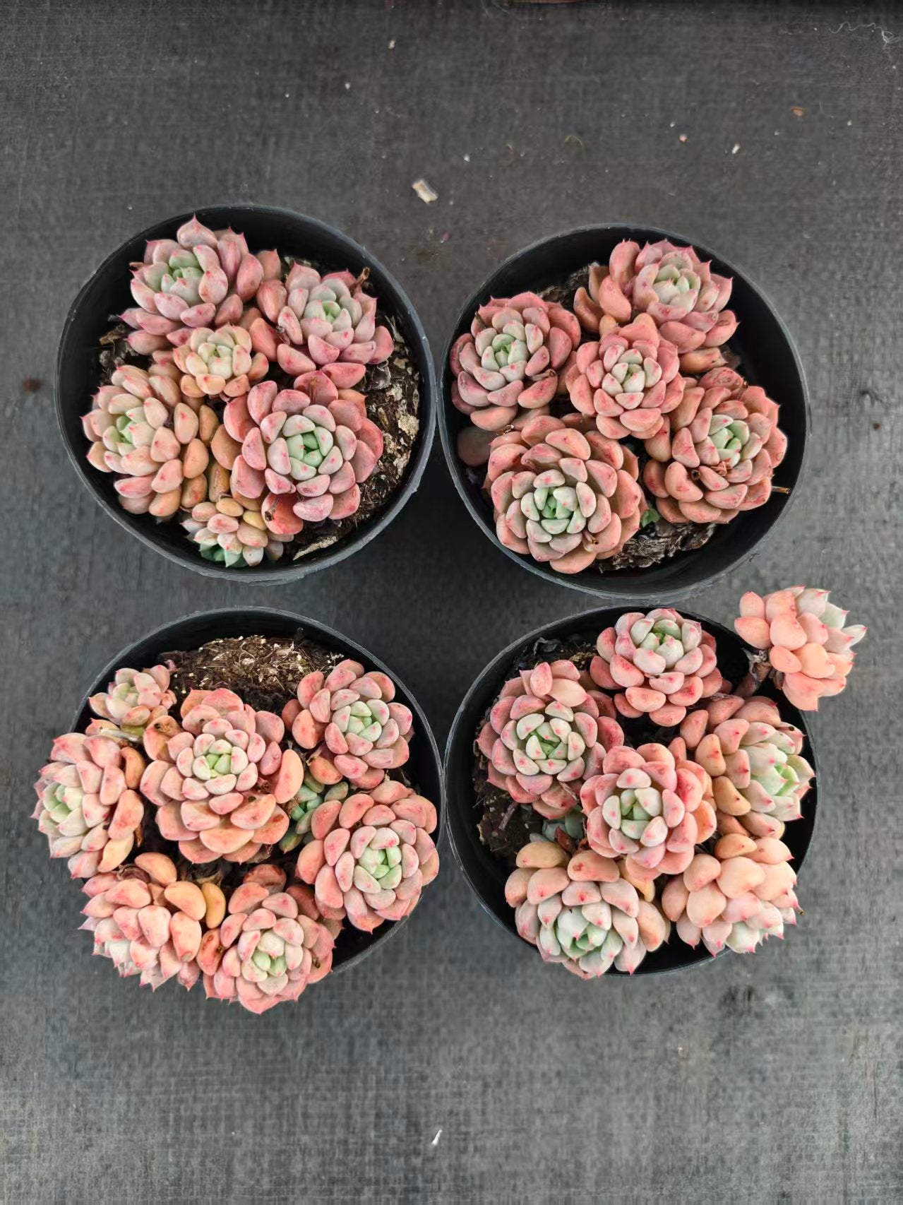16366 Echeveria Cute Bubble (9cm pot size)