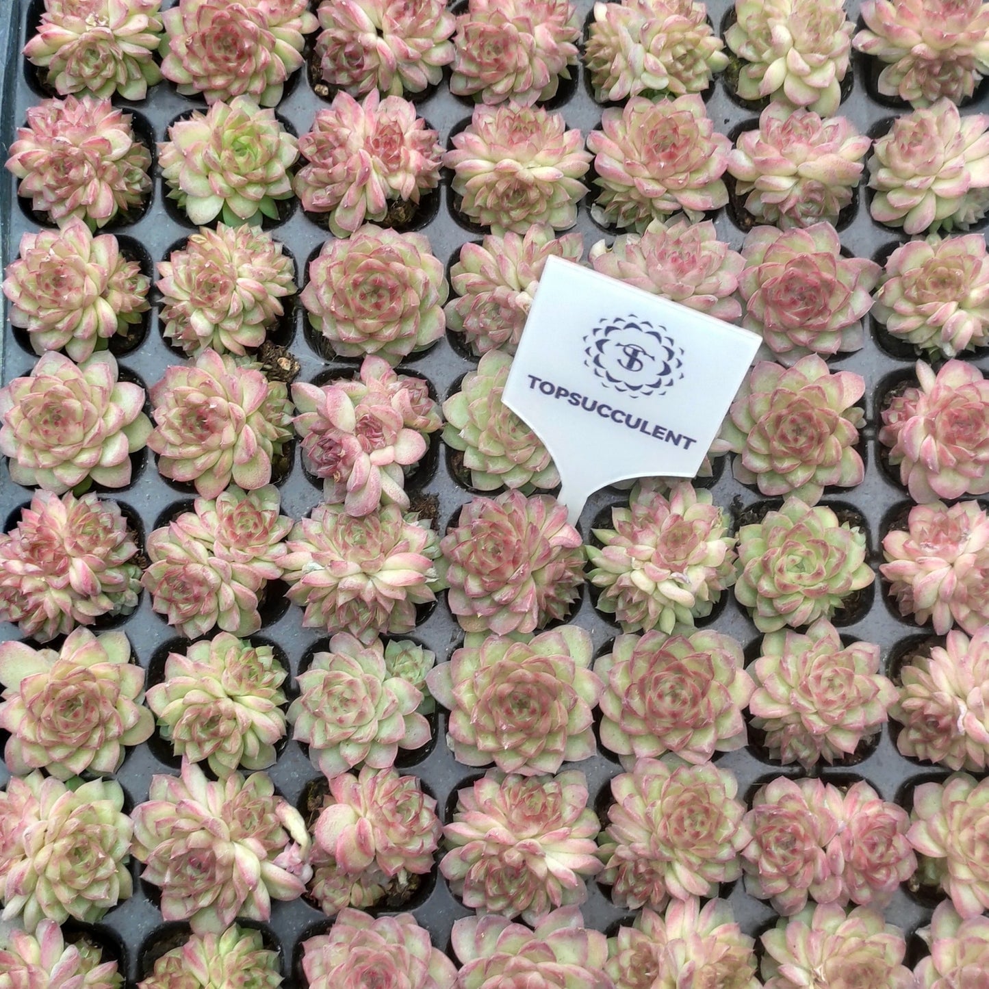 23967 Echeveria Red Queen (3cm pot size)