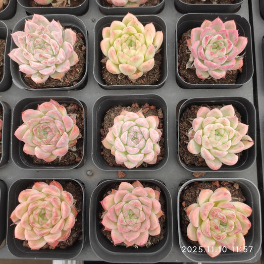 22579 Echeveria Green Pink Hyb (6.5cm pot size)