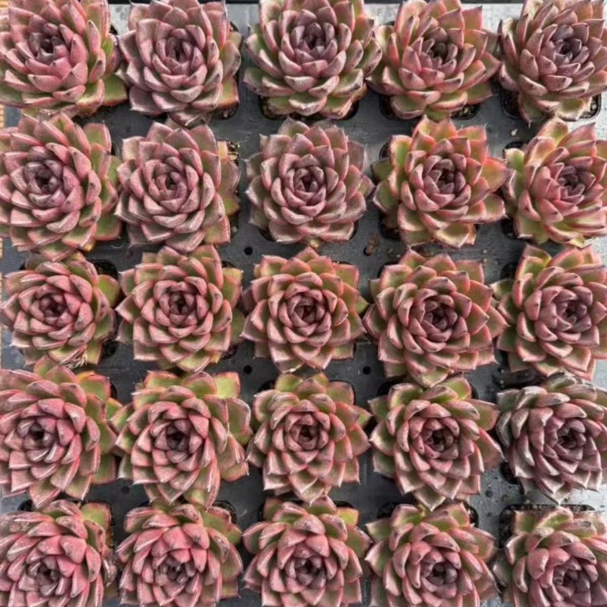 21979 Echeveria Nocturne (7cm pot size)