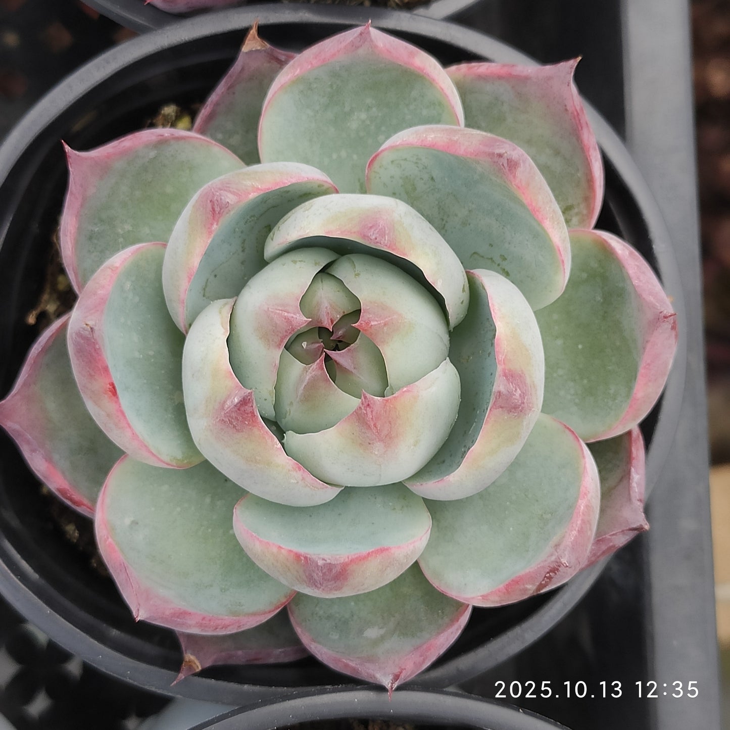 11859 Echeveria Casio (9cm pot size)