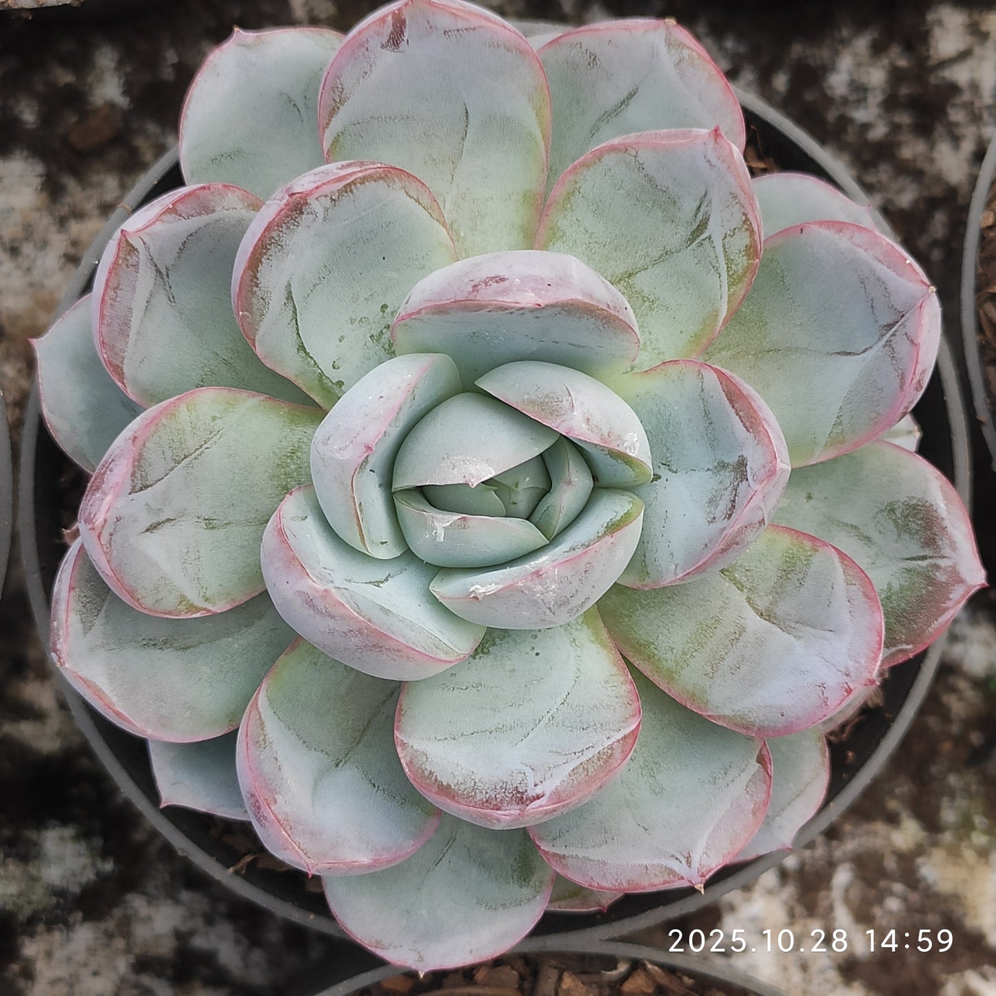 21203 Echeveria Ice Pure (7cm pot size)