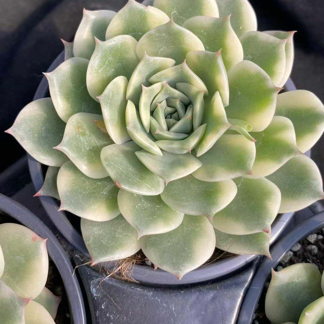 22744 Echeveria Erica Variegated (9cm pot size)