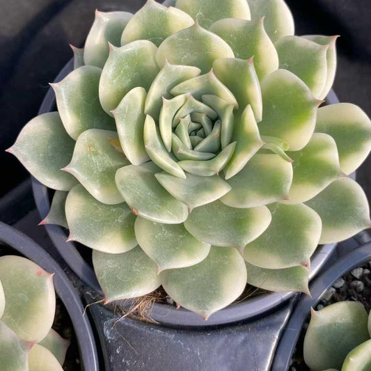 22744 Echeveria Erica Variegated (9cm pot size)
