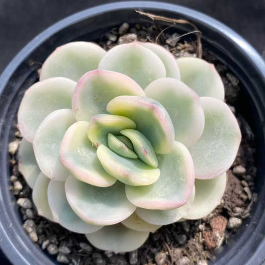 21945 Echeveria Friendship Variegated (9cm pot size)