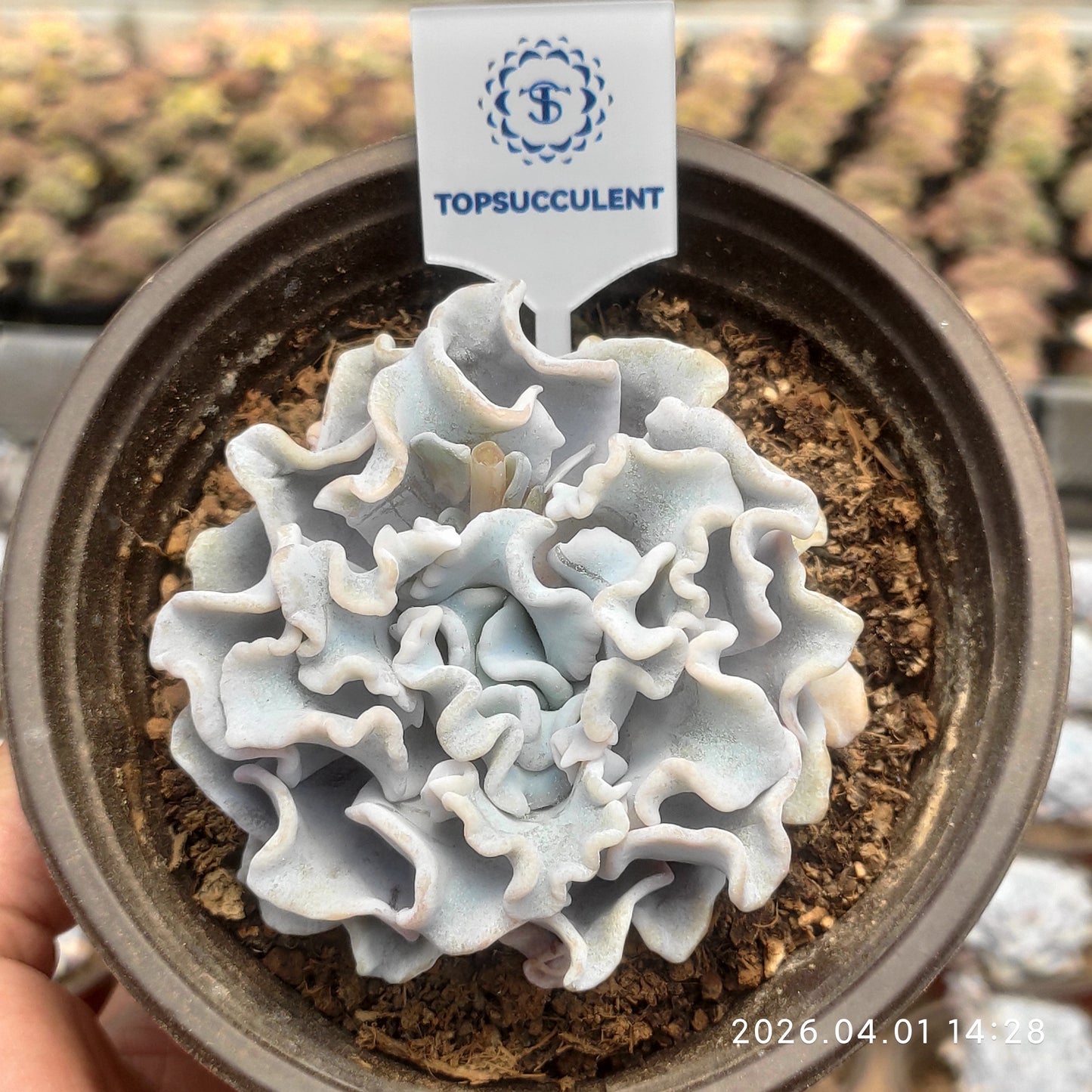 19358 Echeveria Crispate Beauty (12cm pot size)