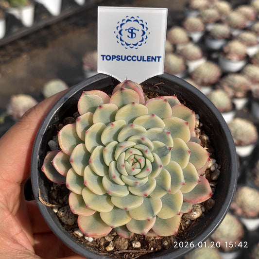 24912 Echeveria White Minima Variegated (9cm pot size)