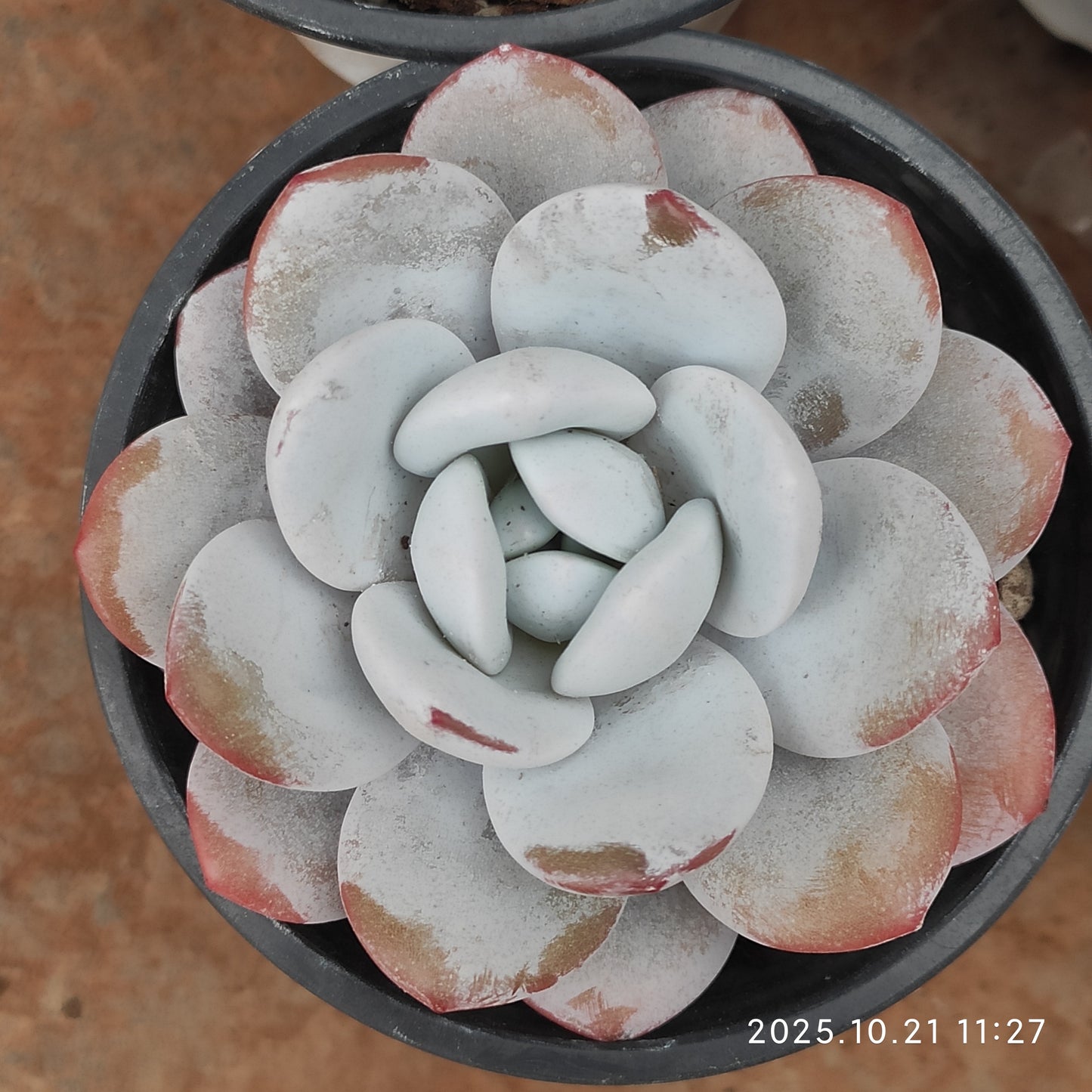 T2786 Echeveria Laui (9cm pot size)