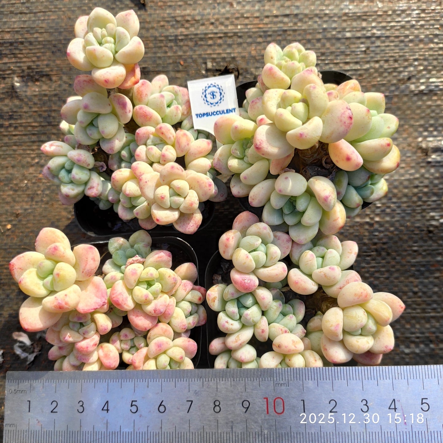 24135 Echeveria Clavatum (7cm pot size)