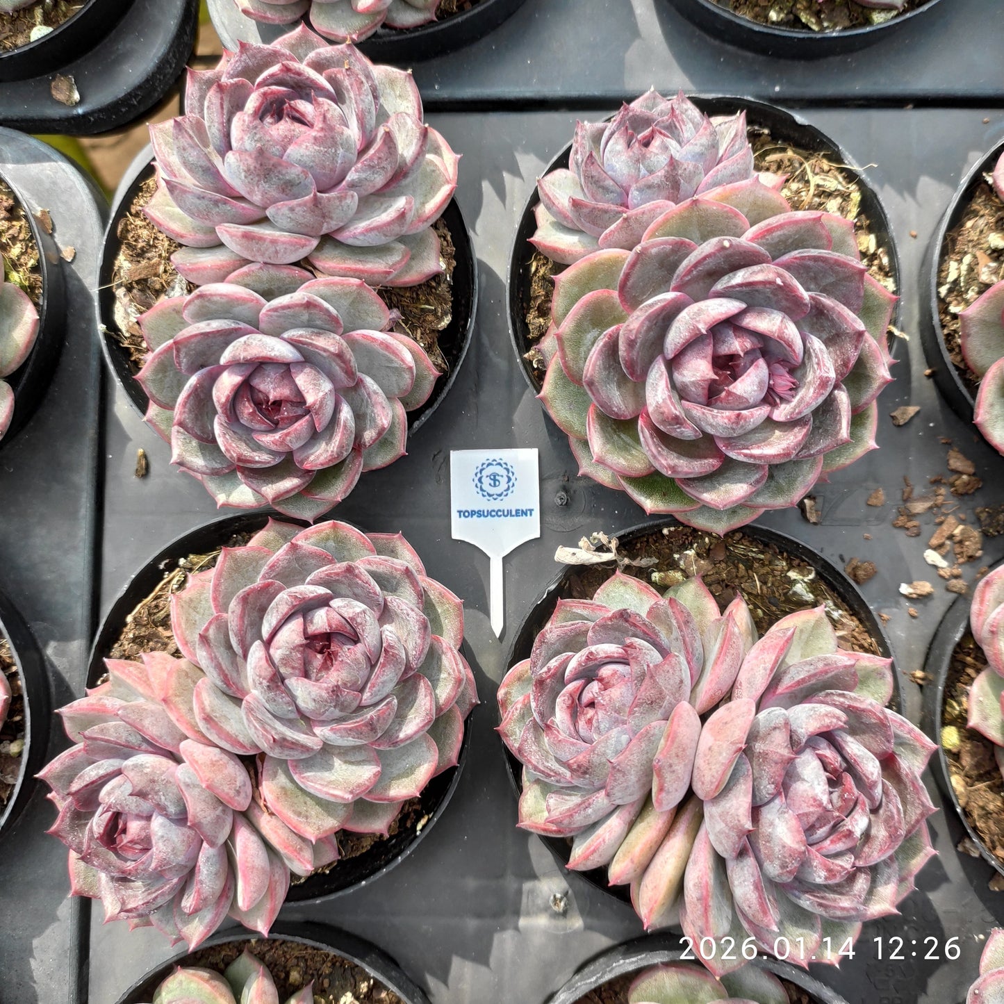 24715 Echeveria Cheese Blueberry (9cm pot size)