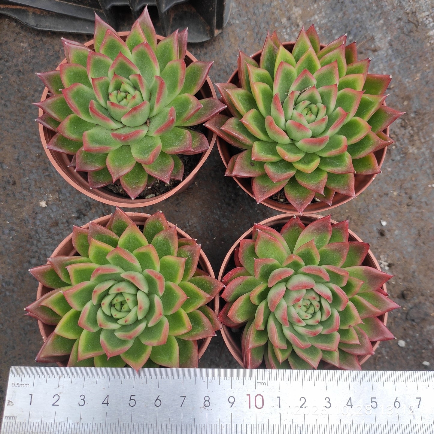 18394 Echeveria Red Agavoides x Romeo (9cm pot size)