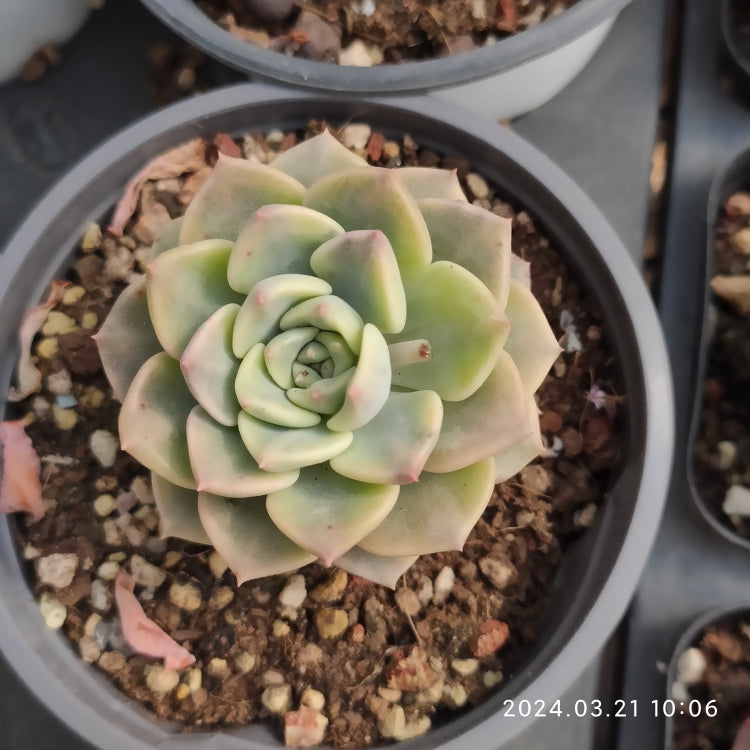 Echeveria Tinkle Bell Variegated