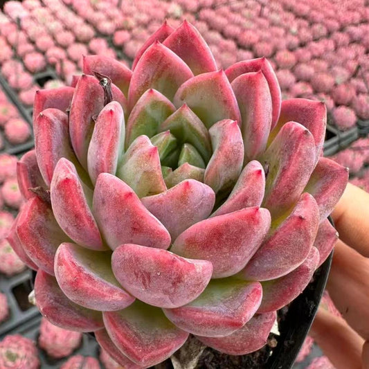22995 Echeveria Must Love (7cm pot size)