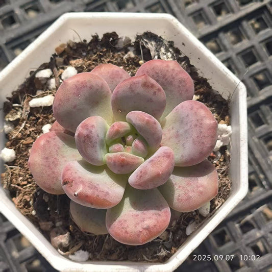 FFH229 Echeveria Ariel(5cm pot size)