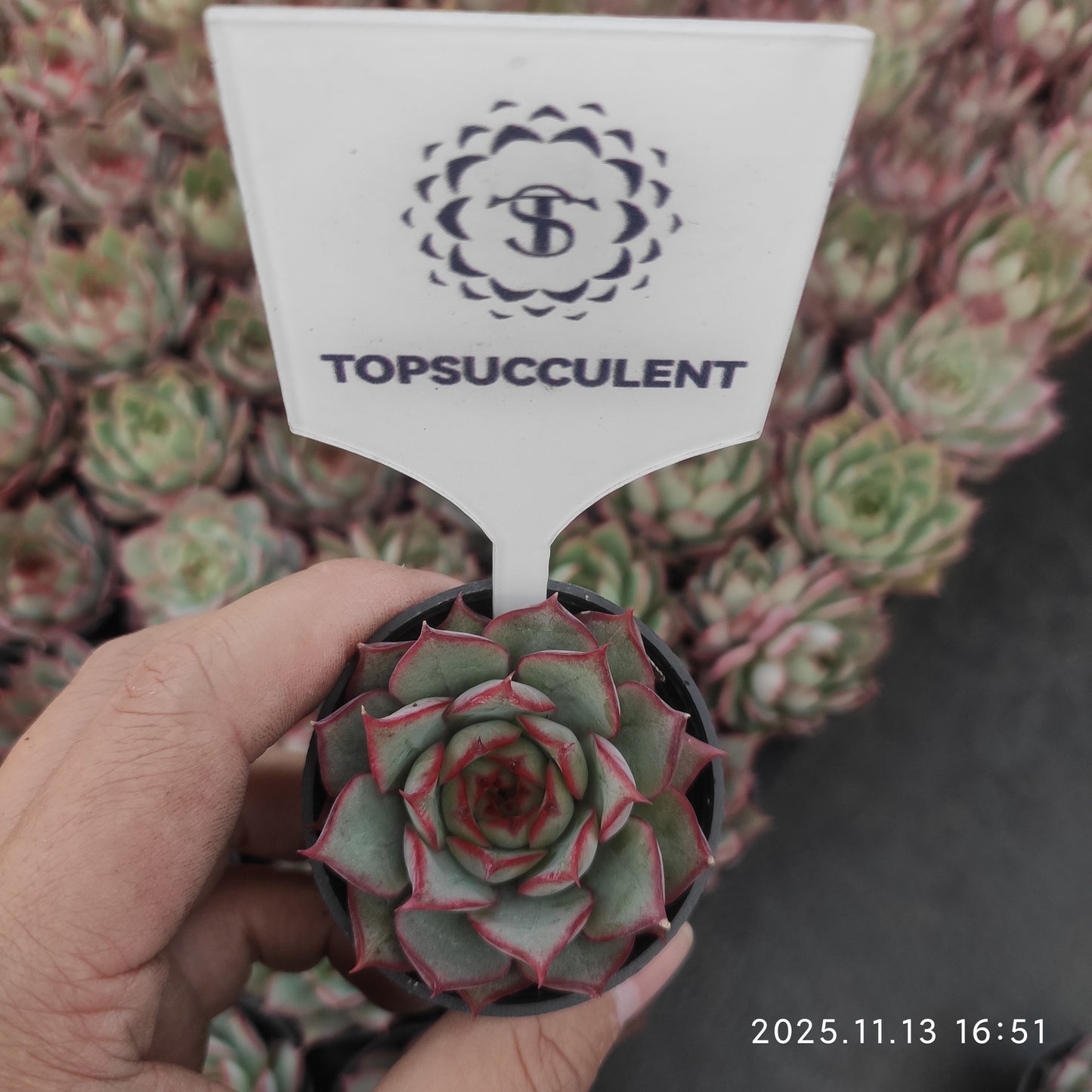 T1068 Echeveria Lotus Lamp (5cm pot size)