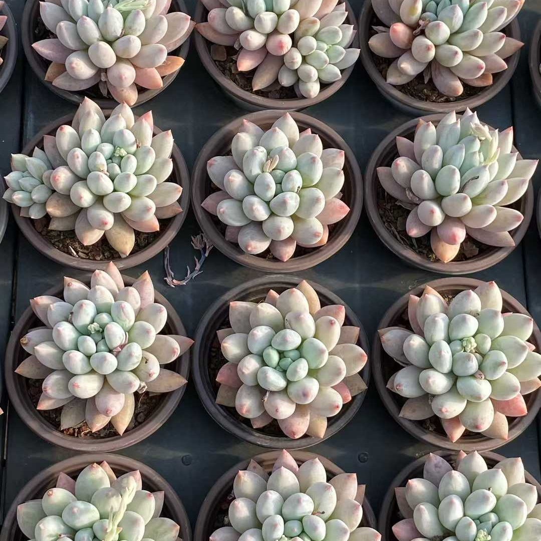 25741 Echeveria Angels Finger (9cm pot size)
