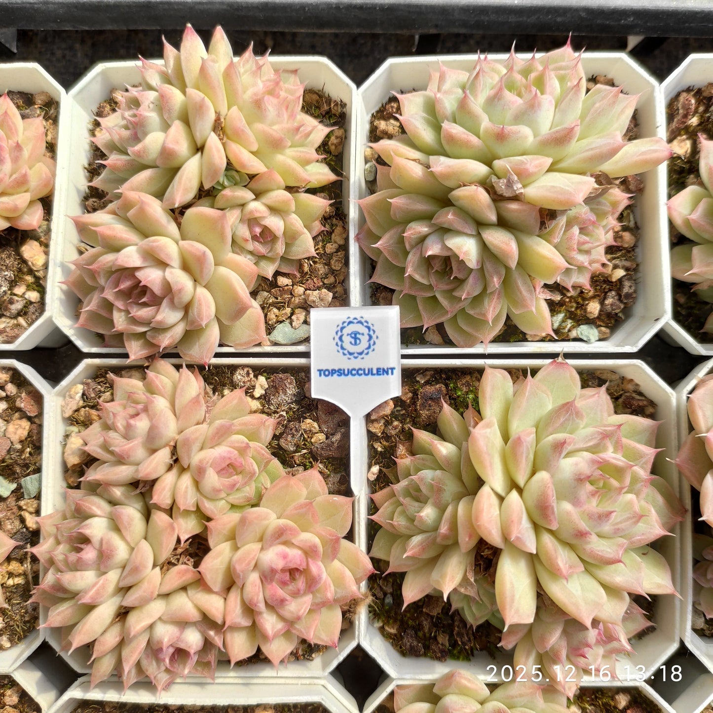 23698 Echeveria Queen Hyb (7cm pot size)