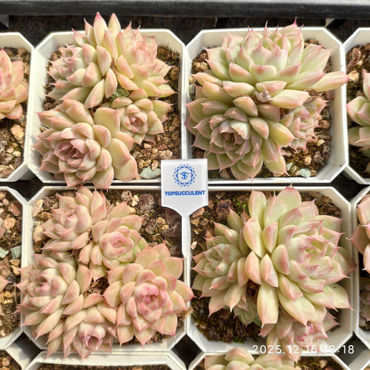 23698 Echeveria Queen Hyb (7cm pot size)