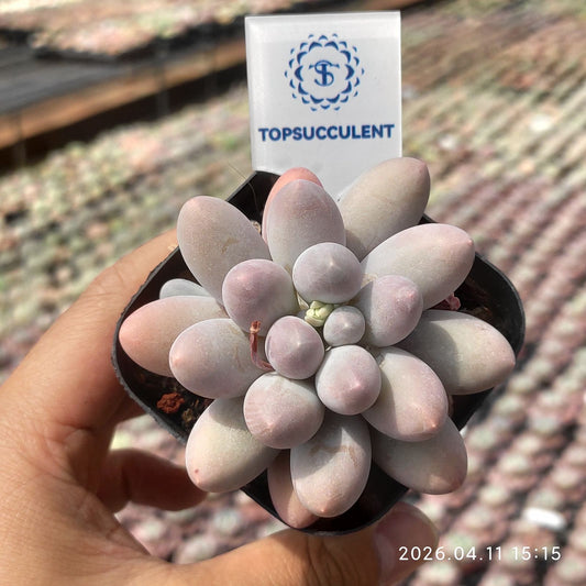 361484 Echeveria Orange Snow Ball (6.5cm pot size)