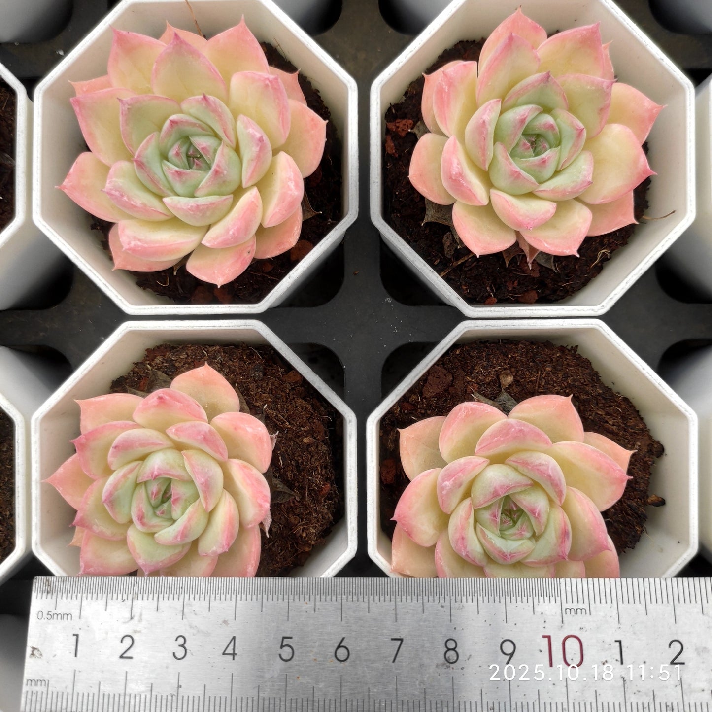 YBB023 Echeveria Pink Crystal Rose(7cm pot size)