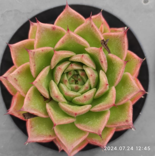 XY083 Echeveria Green Pepper